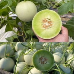 山东特产玉菇甜瓜 冰淇淋香甜瓜 源头直发