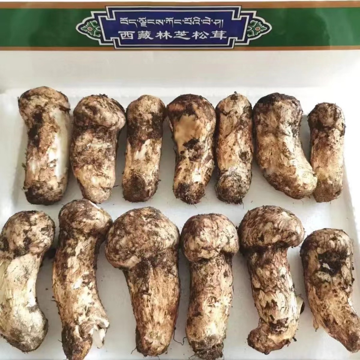 西藏新鲜野生林芝松茸2斤装（规格：3-5厘米）
