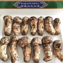 西藏新鲜野生林芝松茸2斤装（规格：12+厘米）