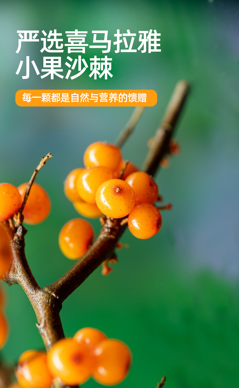 有机沙棘原浆详情_10.jpg